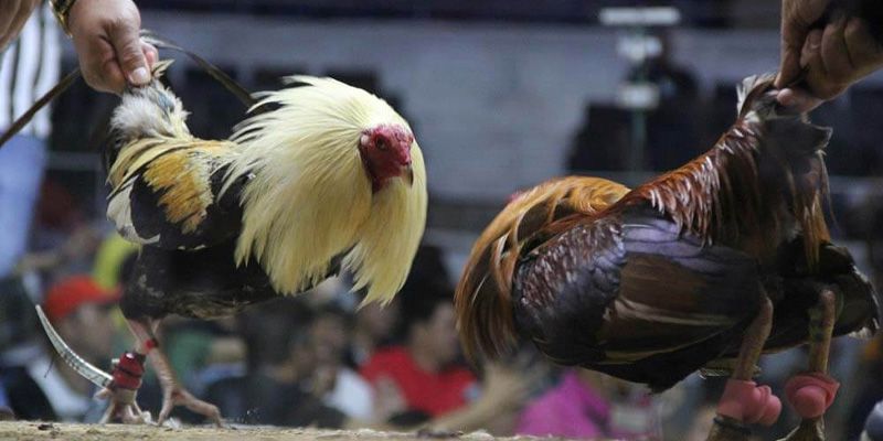 Tips for Choosing Roosters in an Online Cockfight