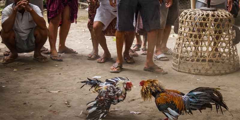 Asian Cockfighting Application Download And Use At 10jili