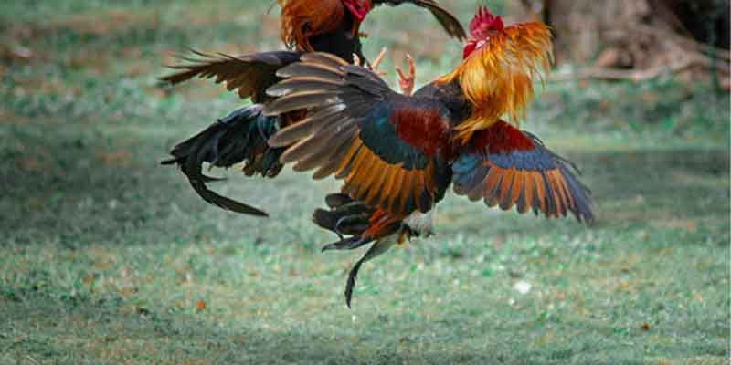 Introduction to the Asian Cockfighting Application