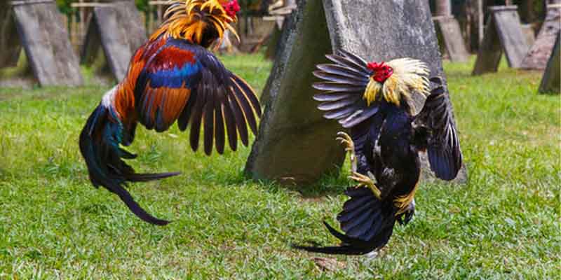 Benefits of Using the Asian Cockfighting Application