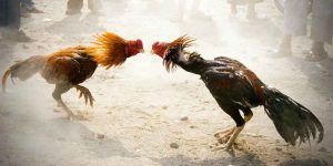 Rooster For Cockfighting - The Premier Cockfighting Game In Asia