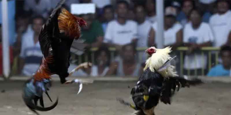 Introduction to Rooster for Cockfighting